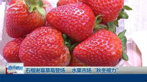 草莓榴在线视频观看,一场视觉盛宴的在线视频之旅